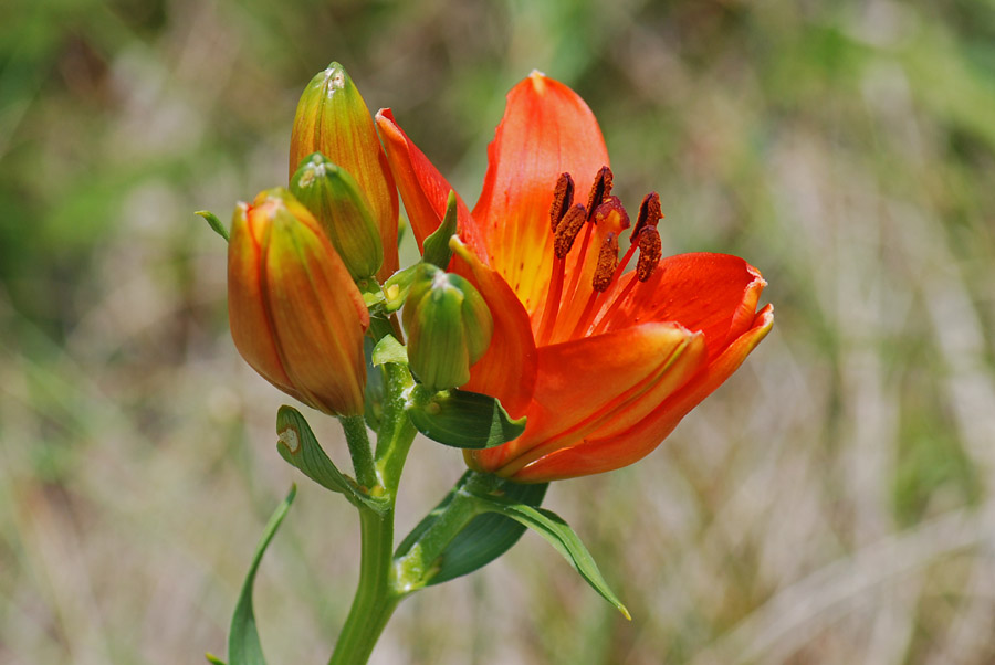 Lilium bulbiferum